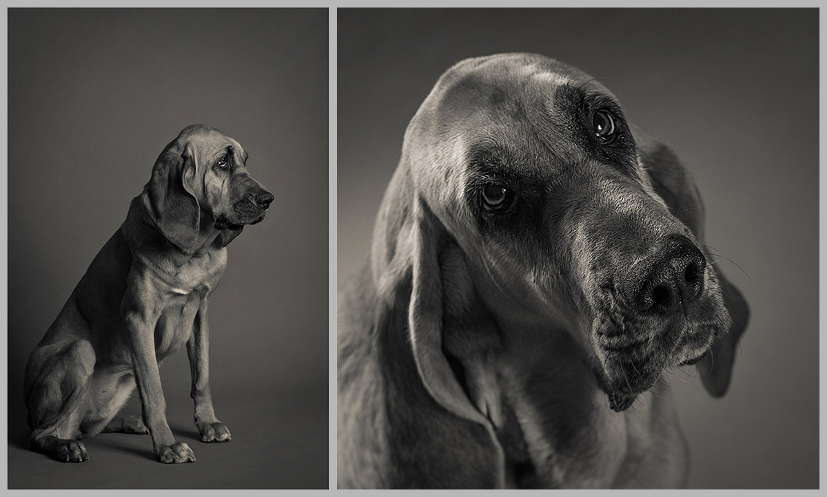 Pandora the Bloodhound